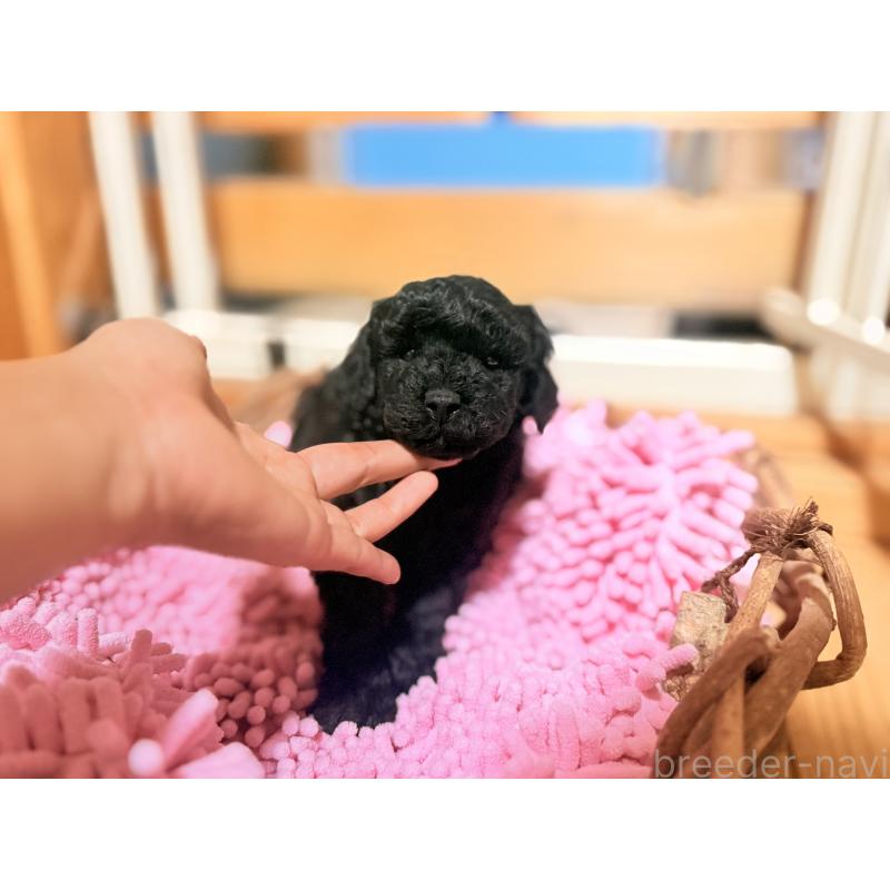 販売中の大阪府のトイプードル-426265の7枚目