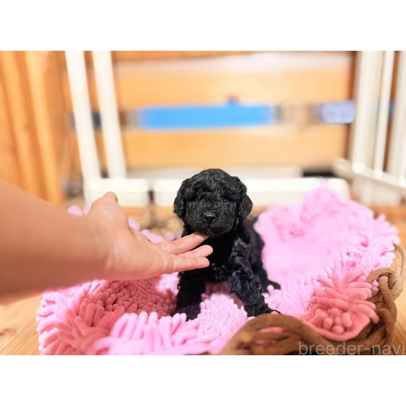 販売中の大阪府のトイプードル-426265の6枚目