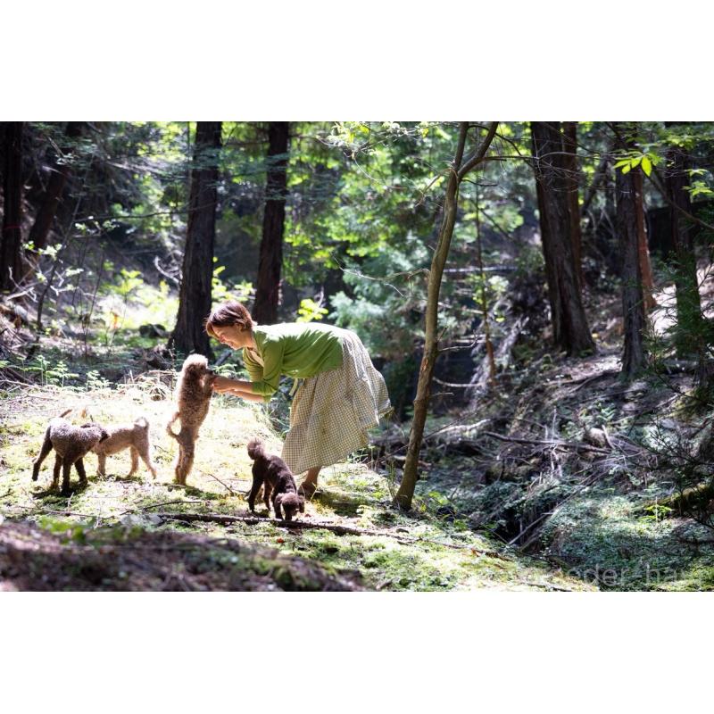 販売中の大阪府のトイプードル-426265の5枚目