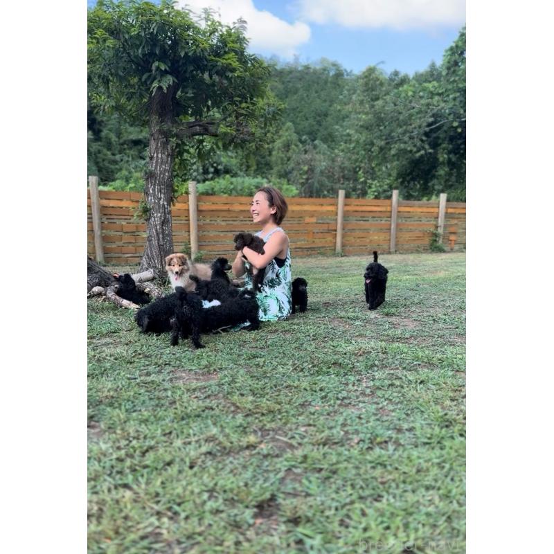 販売中の大阪府のトイプードル-426265の4枚目