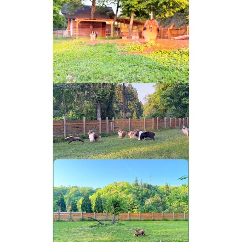 販売中の大阪府のトイプードル-426265の3枚目