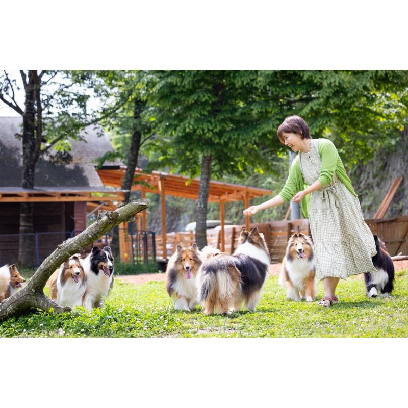 販売中の大阪府のトイプードル-426265の2枚目