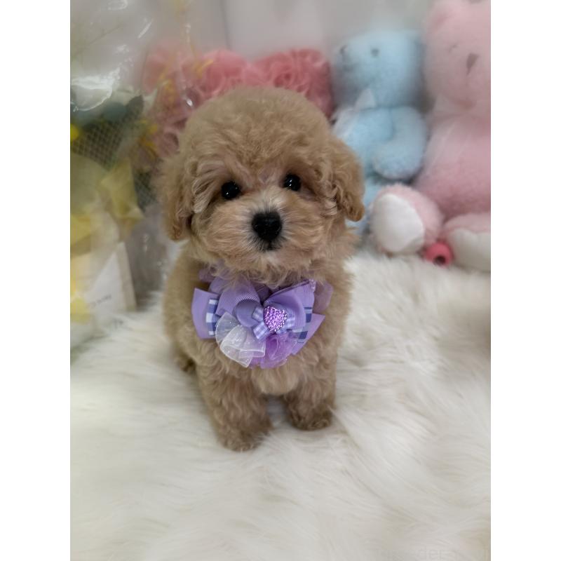 商談中の香川県のトイプードル-419501の5枚目