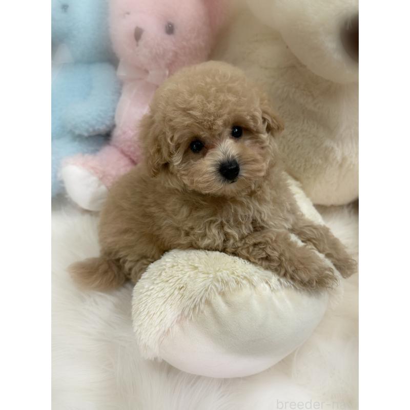 商談中の香川県のトイプードル-419501の3枚目