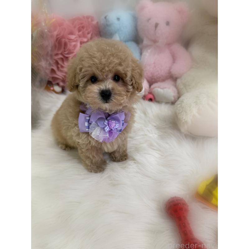 商談中の香川県のトイプードル-419501の2枚目