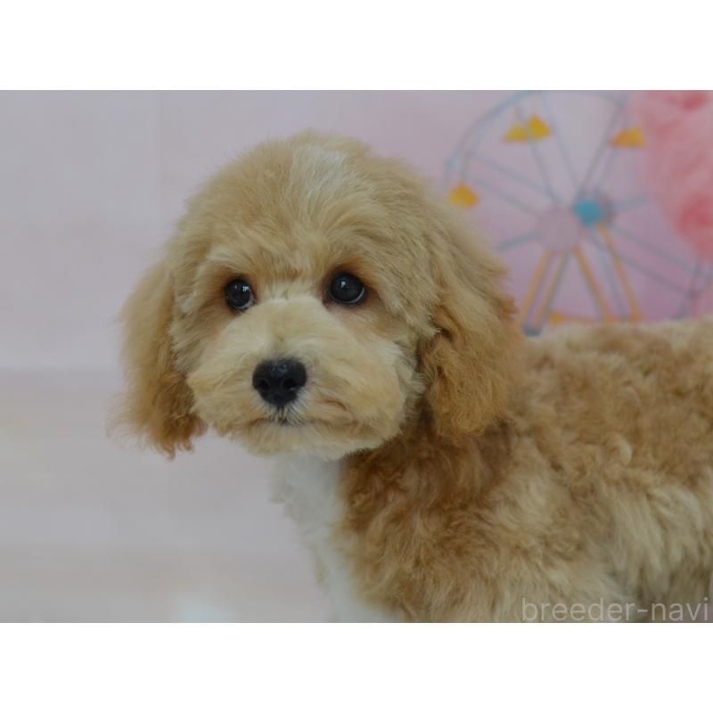 販売中の埼玉県のミックス犬-413125の22枚目