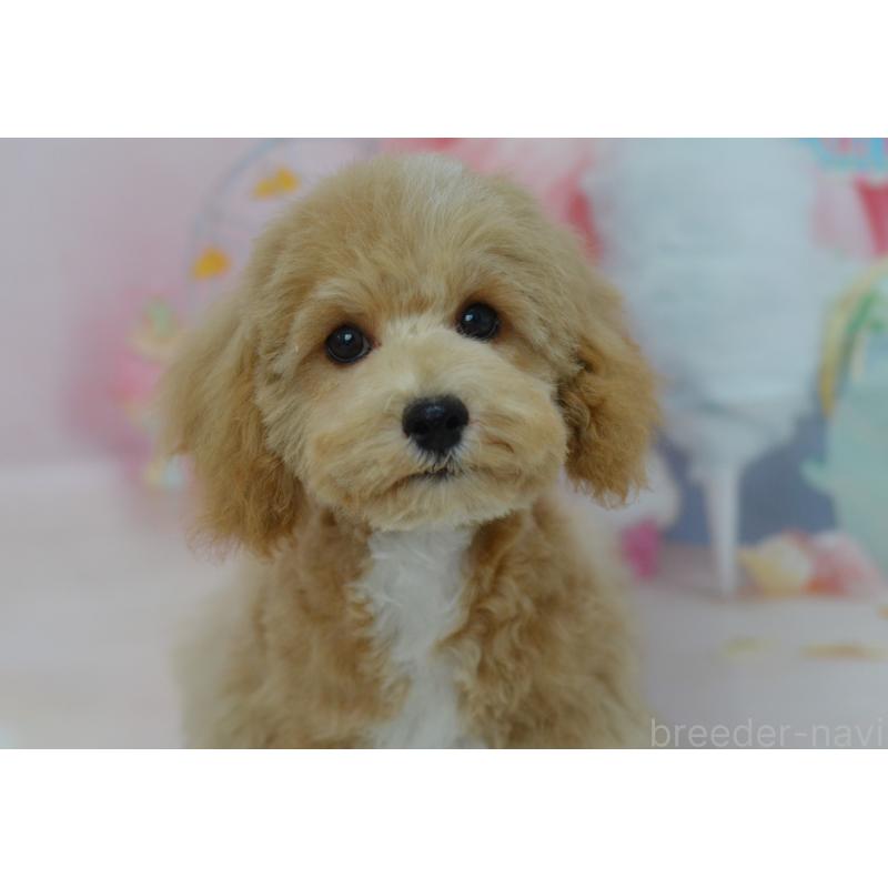 販売中の埼玉県のミックス犬-413125の21枚目