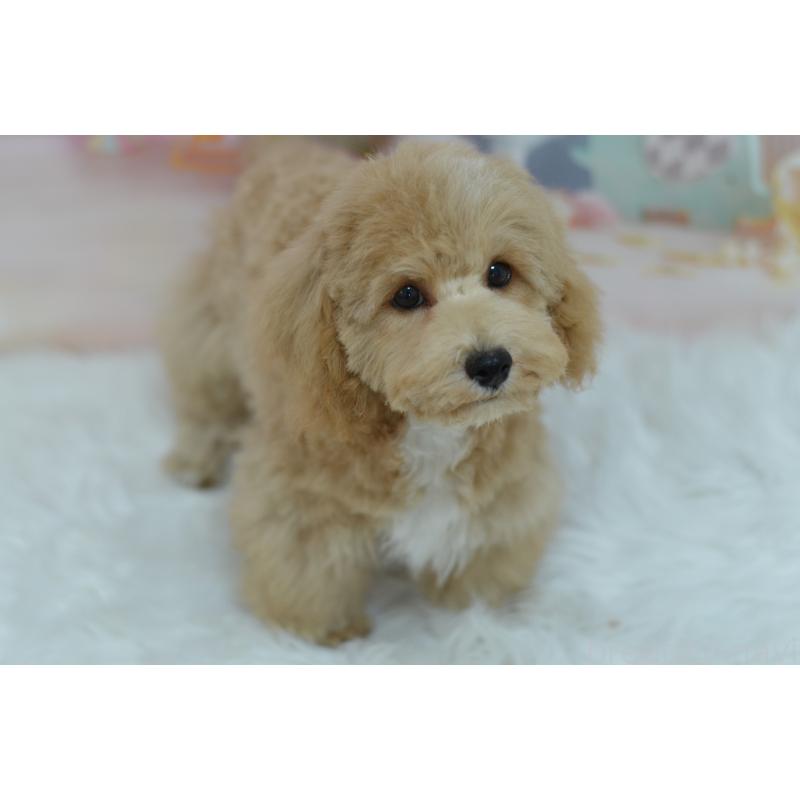 販売中の埼玉県のミックス犬-413125の19枚目