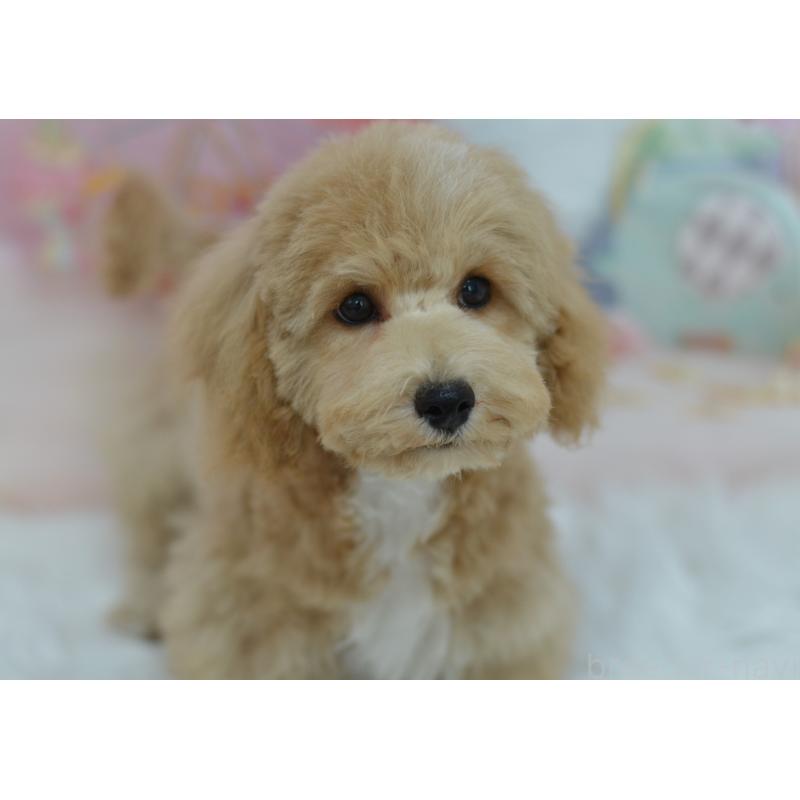 販売中の埼玉県のミックス犬-413125の17枚目