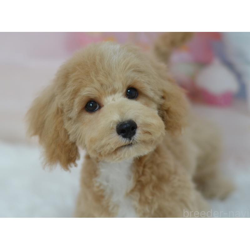 販売中の埼玉県のミックス犬-413125の14枚目