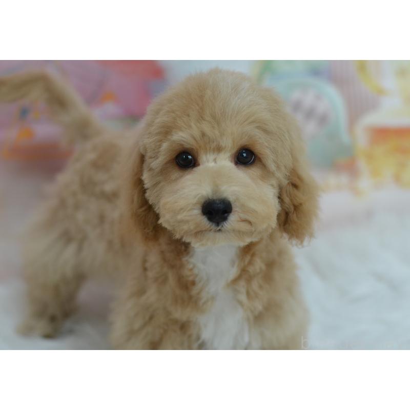 販売中の埼玉県のミックス犬-413125の12枚目