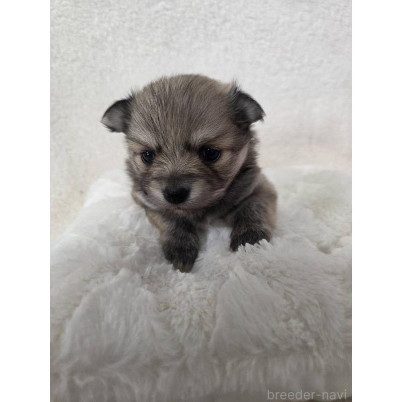 販売中の福岡県のポメチワ:ポメラニアン×チワワ-426266の2枚目