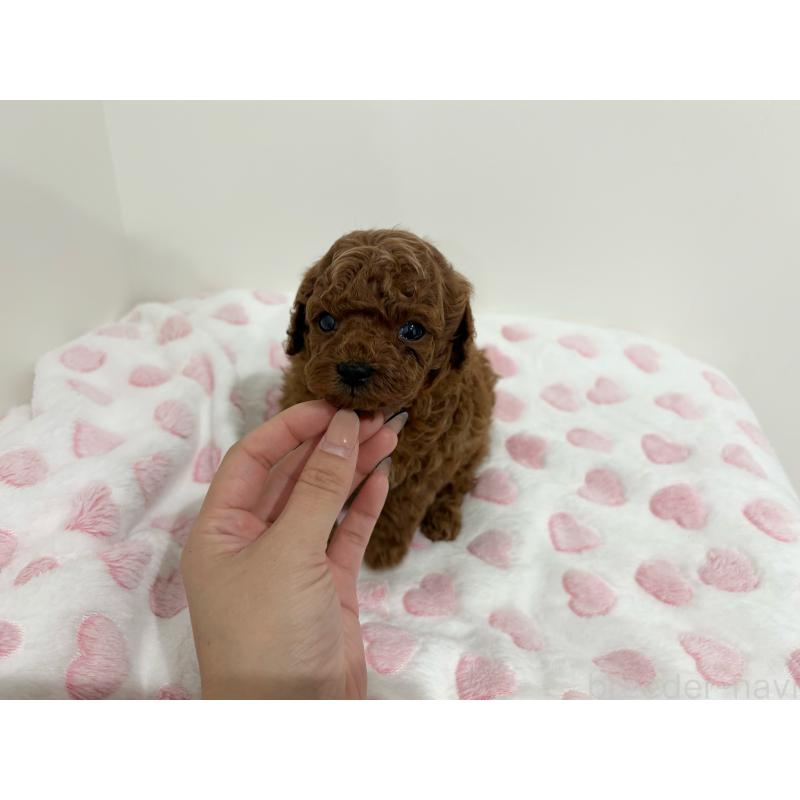 販売中の群馬県のトイプードル-426016の2枚目