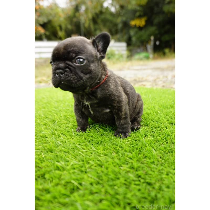 販売中の鹿児島県のフレンチブルドッグ-426017の15枚目