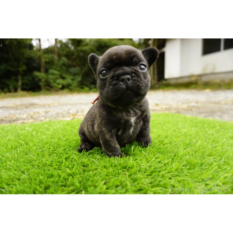 販売中の鹿児島県のフレンチブルドッグ-426017の14枚目