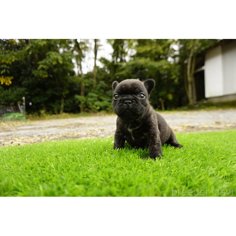 販売中の鹿児島県のフレンチブルドッグ-426017の13枚目