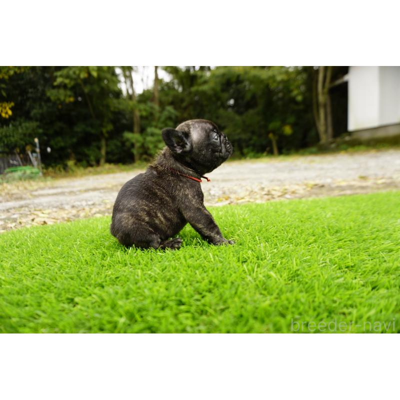 販売中の鹿児島県のフレンチブルドッグ-426017の12枚目