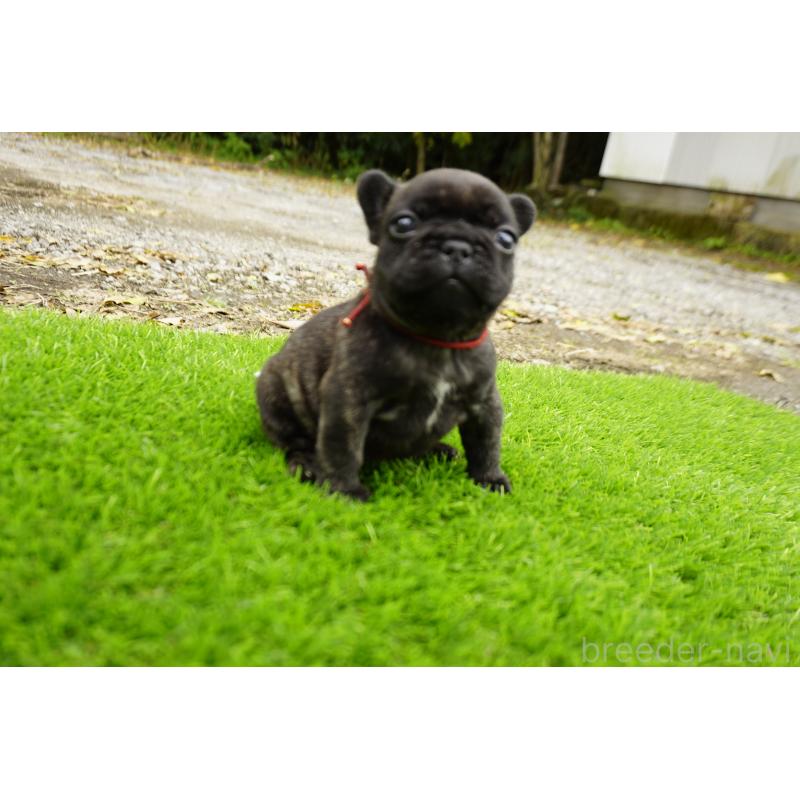 販売中の鹿児島県のフレンチブルドッグ-426017の11枚目