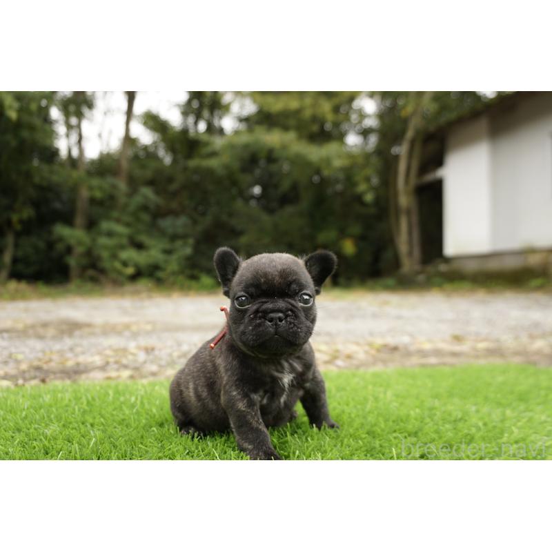 販売中の鹿児島県のフレンチブルドッグ-426017の10枚目