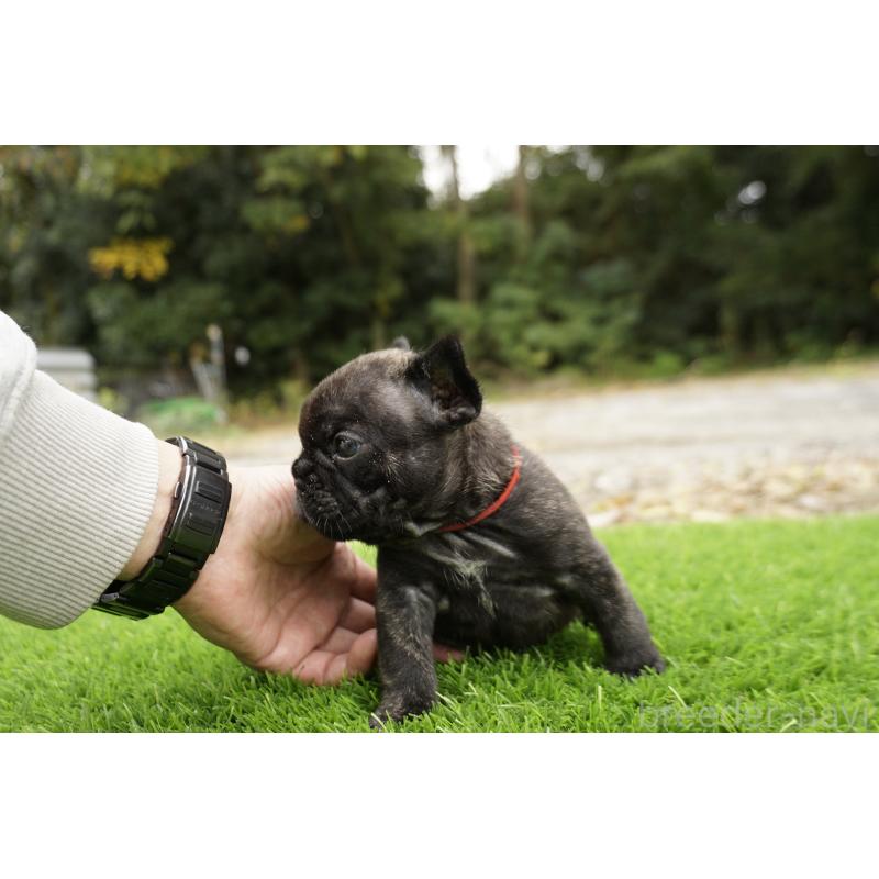 販売中の鹿児島県のフレンチブルドッグ-426017の9枚目