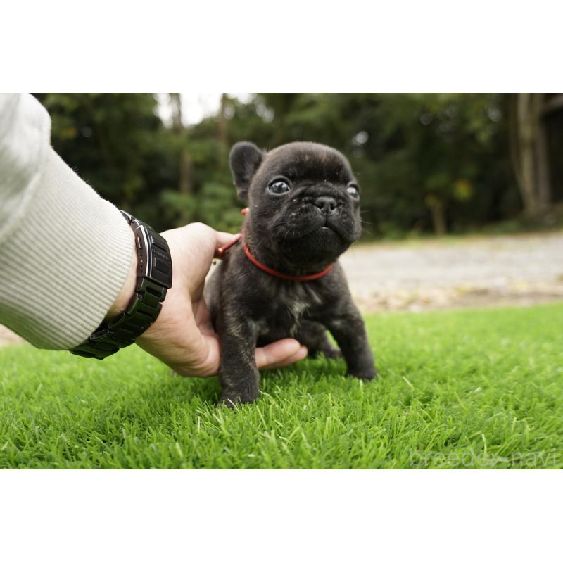 販売中の鹿児島県のフレンチブルドッグ-426017の7枚目