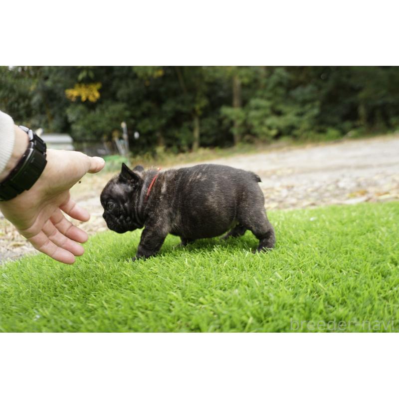 販売中の鹿児島県のフレンチブルドッグ-426017の6枚目