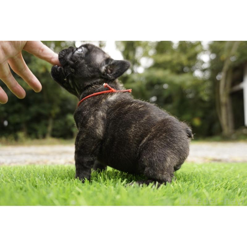 販売中の鹿児島県のフレンチブルドッグ-426017の3枚目