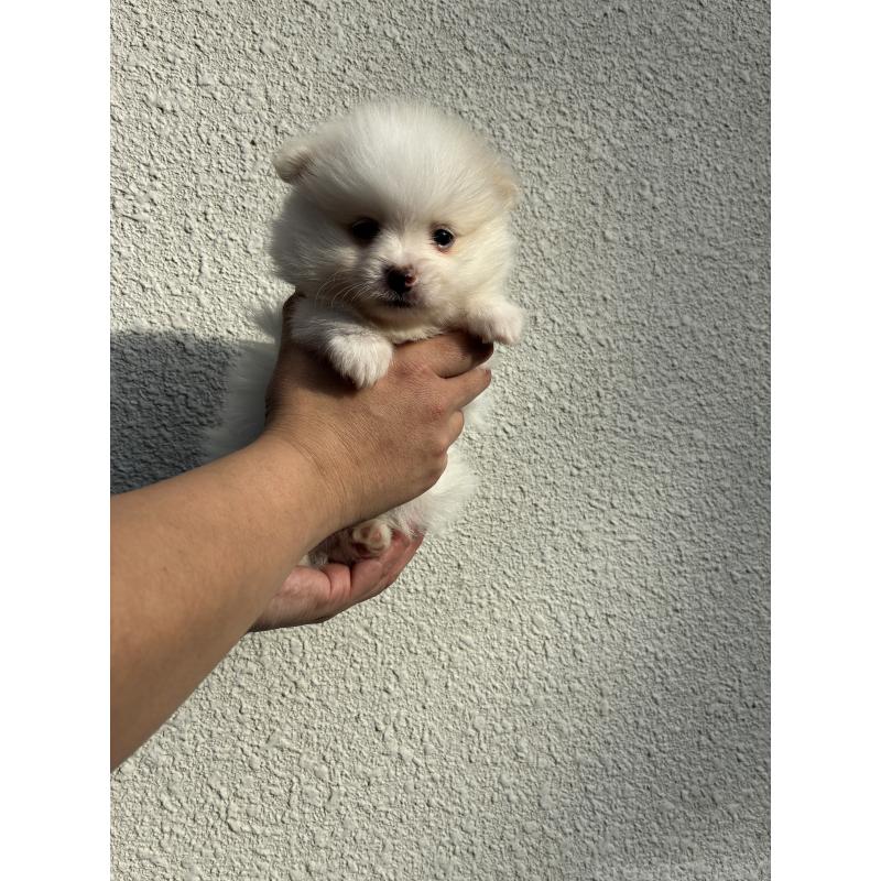 販売中の千葉県のポメラニアン-426018の3枚目