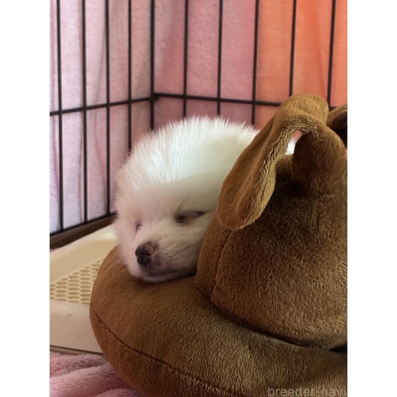 販売中の千葉県のポメラニアン-426018の2枚目