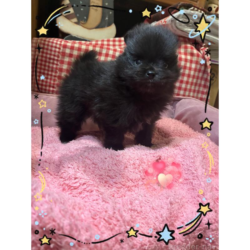 販売中の千葉県のポメラニアン-426019の2枚目