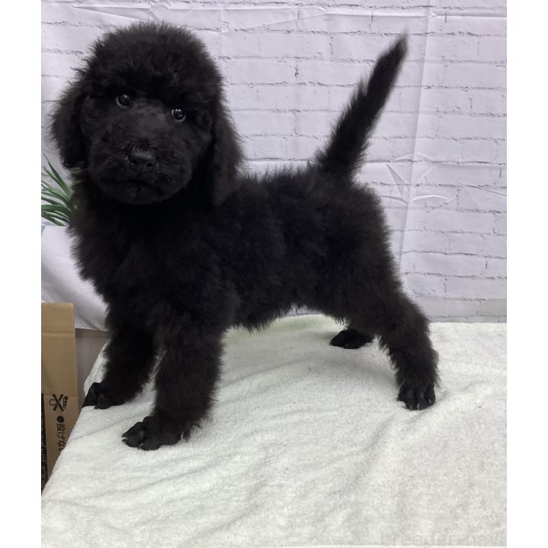 販売中の三重県のスタンダードプードル-416604の2枚目