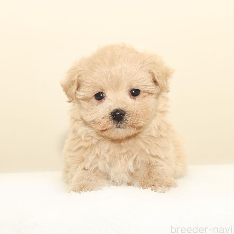 販売中の熊本県のマルプー:マルチーズ×トイプードル-426020の1枚目