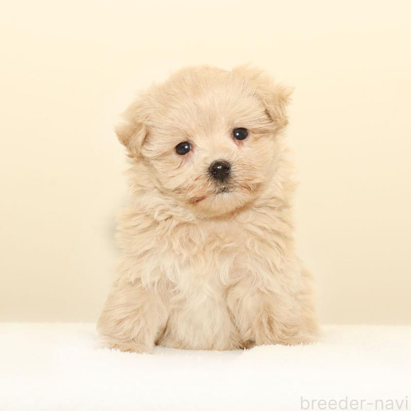 販売中の熊本県のマルプー:マルチーズ×トイプードル-426020の3枚目