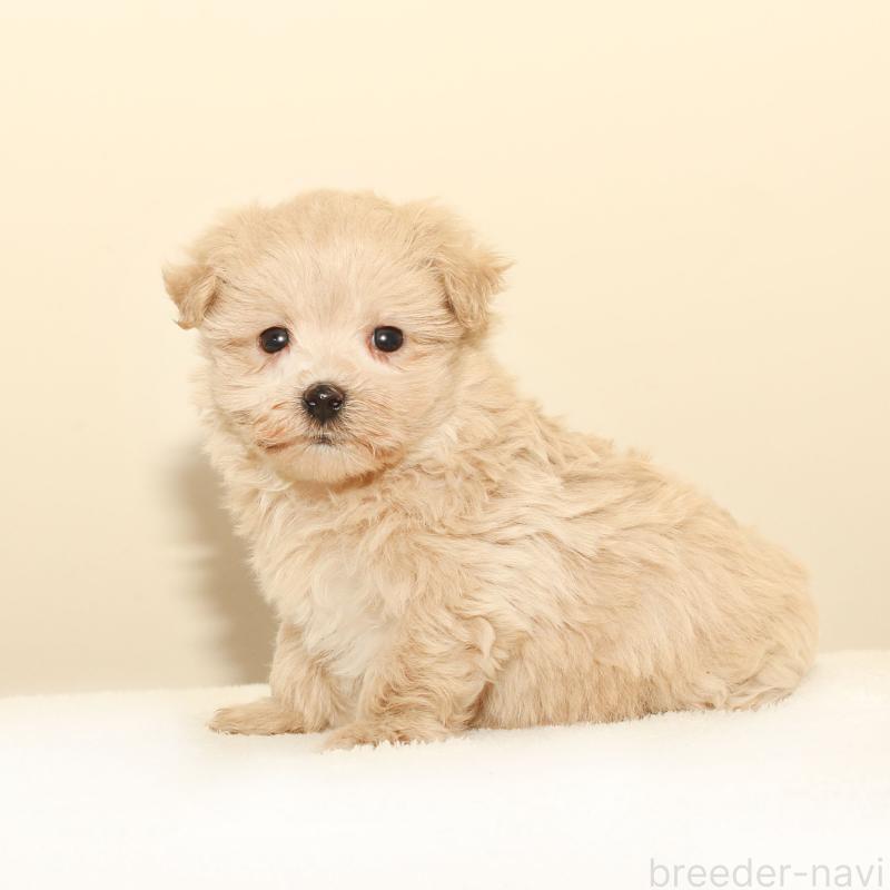 販売中の熊本県のマルプー:マルチーズ×トイプードル-426020の2枚目