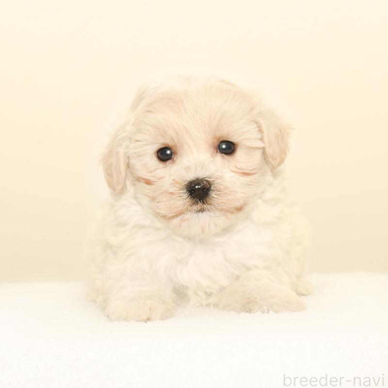 販売中の熊本県のマルプー:マルチーズ×トイプードル-426021