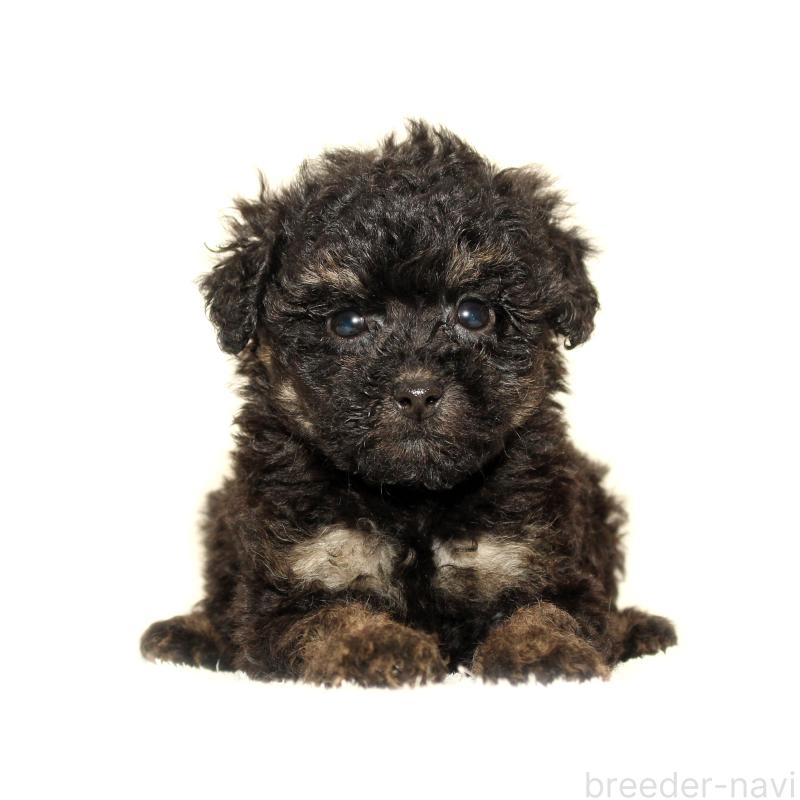 販売中の熊本県のマルプー:マルチーズ×トイプードル-426022