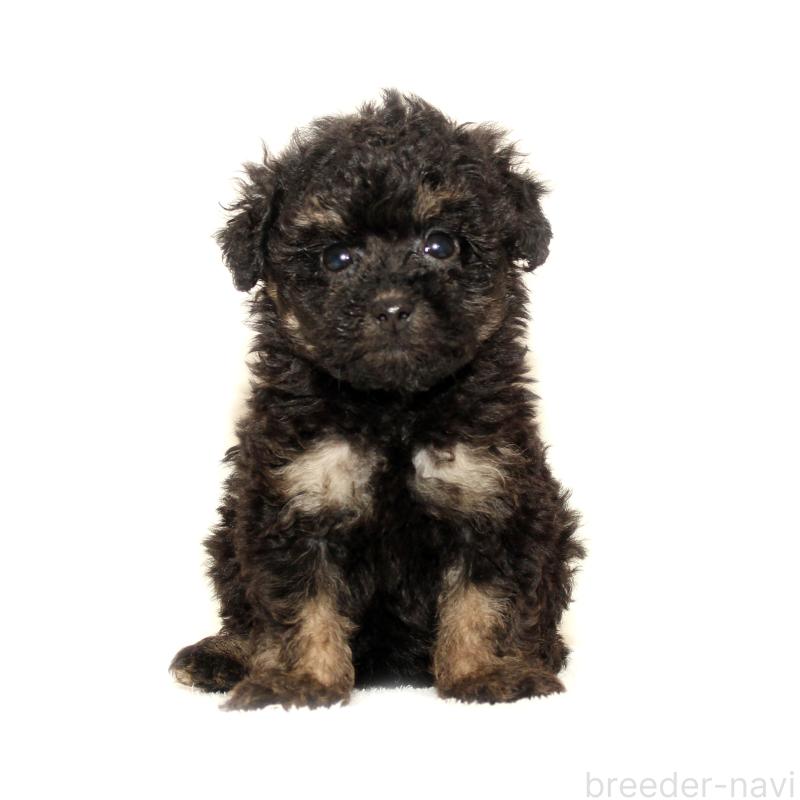 販売中の熊本県のマルプー:マルチーズ×トイプードル-426022の3枚目