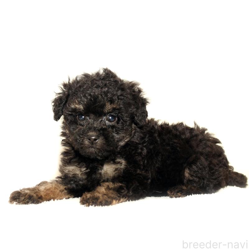 販売中の熊本県のマルプー:マルチーズ×トイプードル-426022の2枚目