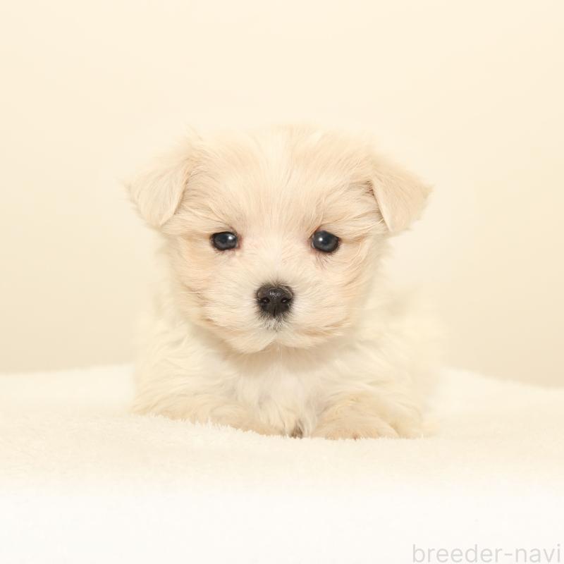 販売中の熊本県のマルプー:マルチーズ×トイプードル-426023