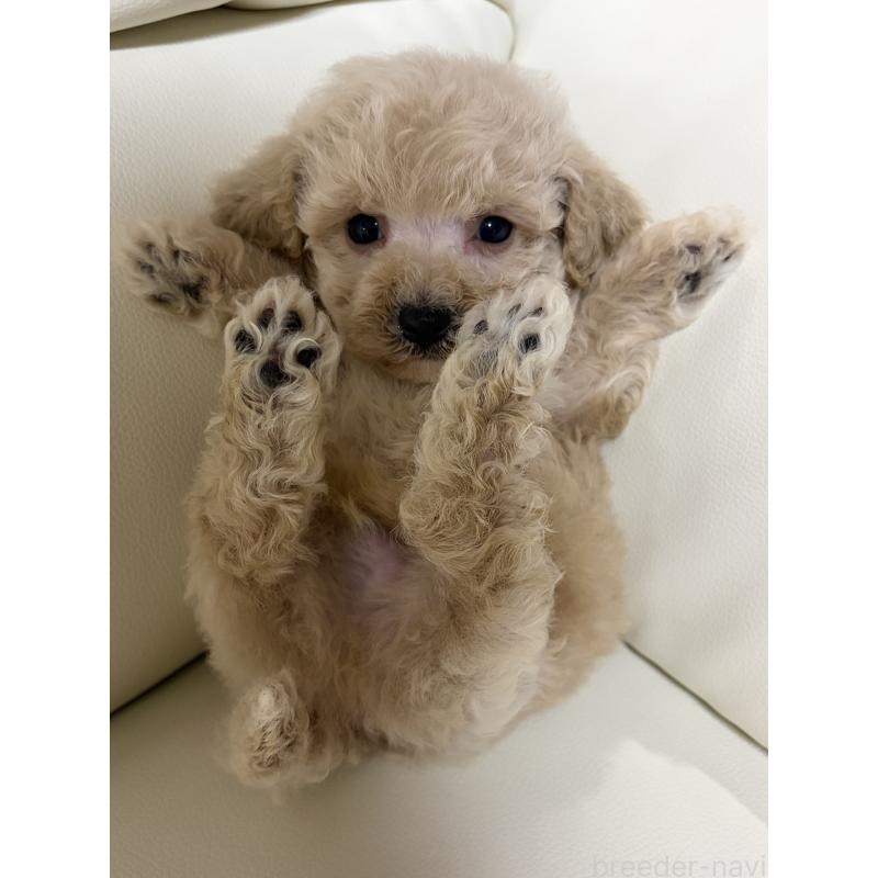 販売中の滋賀県のビションプー:ビションフリーゼ×トイプードル-426025の6枚目