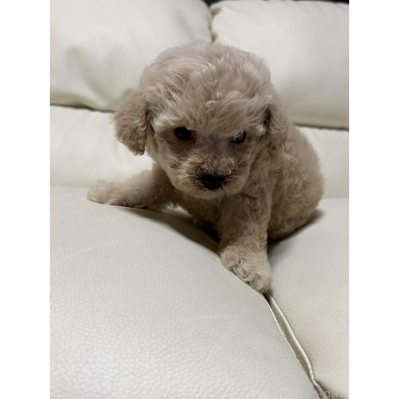 販売中の滋賀県のビションプー:ビションフリーゼ×トイプードル-426025の5枚目