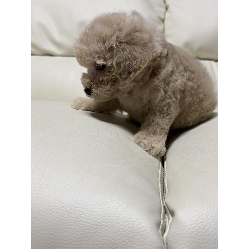 販売中の滋賀県のビションプー:ビションフリーゼ×トイプードル-426025の4枚目