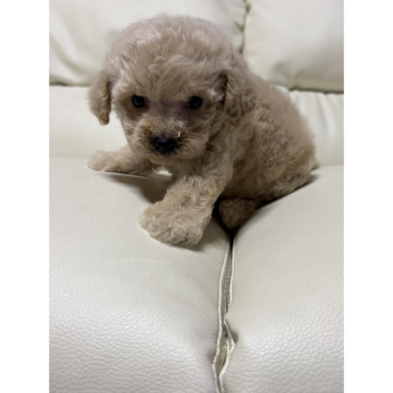 販売中の滋賀県のビションプー:ビションフリーゼ×トイプードル-426025の3枚目