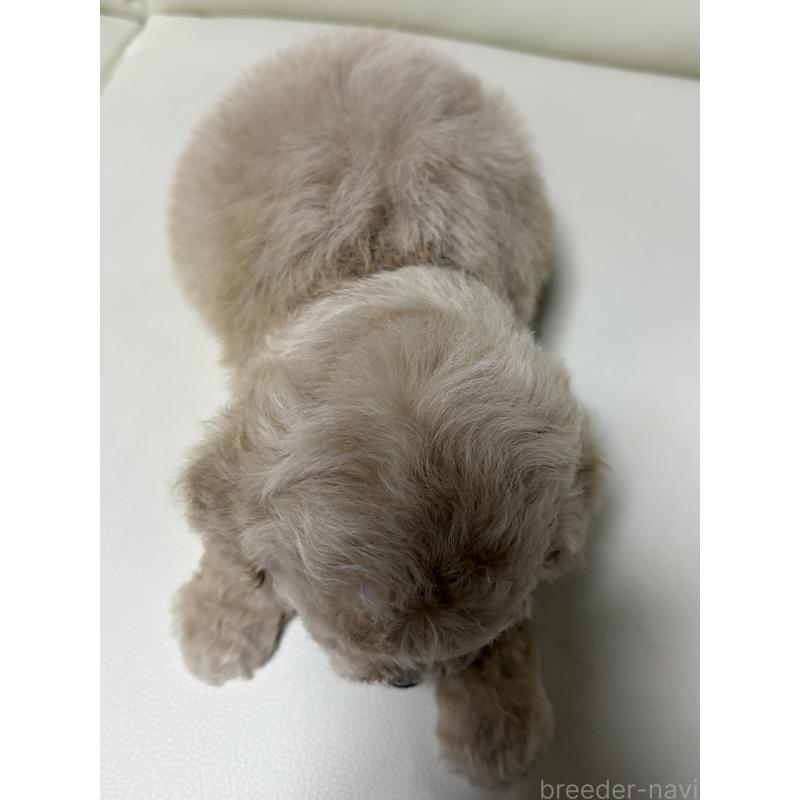 販売中の滋賀県のビションプー:ビションフリーゼ×トイプードル-426025の2枚目