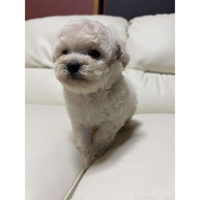 販売中の滋賀県のビションプー:ビションフリーゼ×トイプードル-426026の7枚目