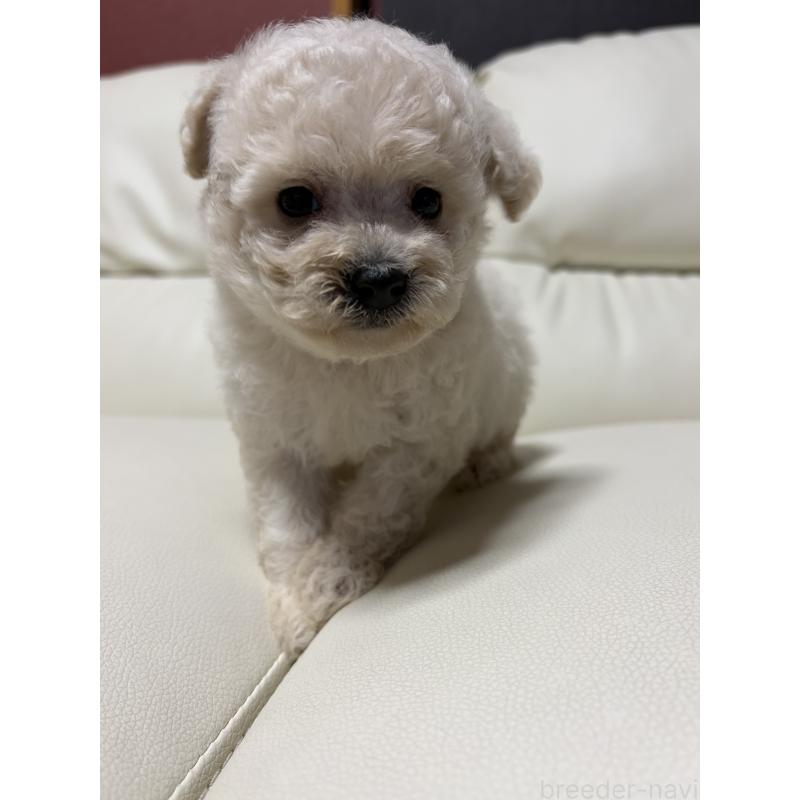 販売中の滋賀県のビションプー:ビションフリーゼ×トイプードル-426026の5枚目