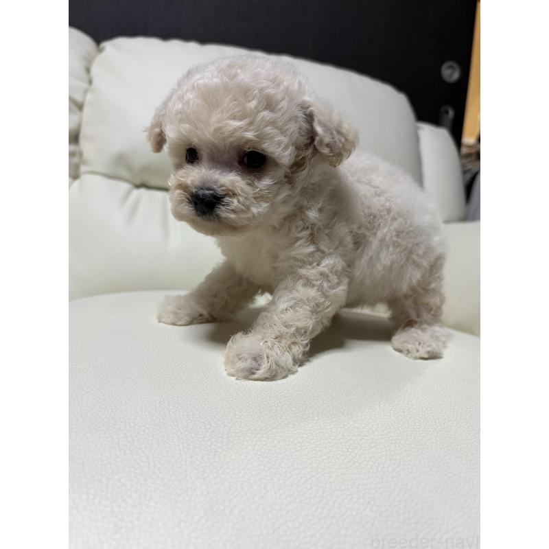 販売中の滋賀県のビションプー:ビションフリーゼ×トイプードル-426026の4枚目