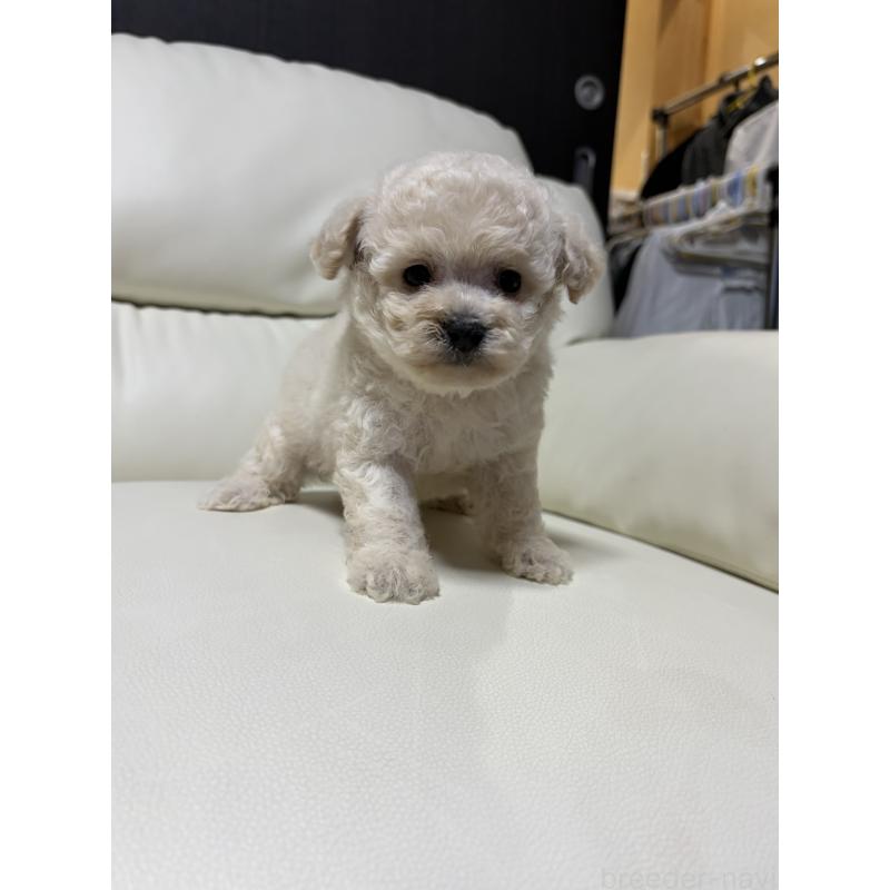 販売中の滋賀県のビションプー:ビションフリーゼ×トイプードル-426026の2枚目