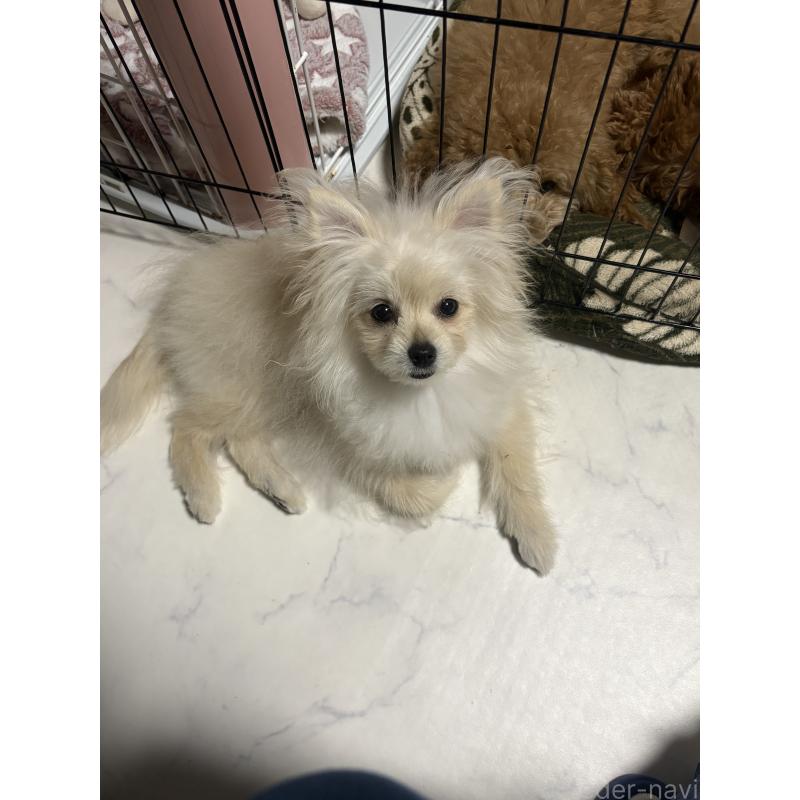 販売中の茨城県のミックス犬-399587の3枚目