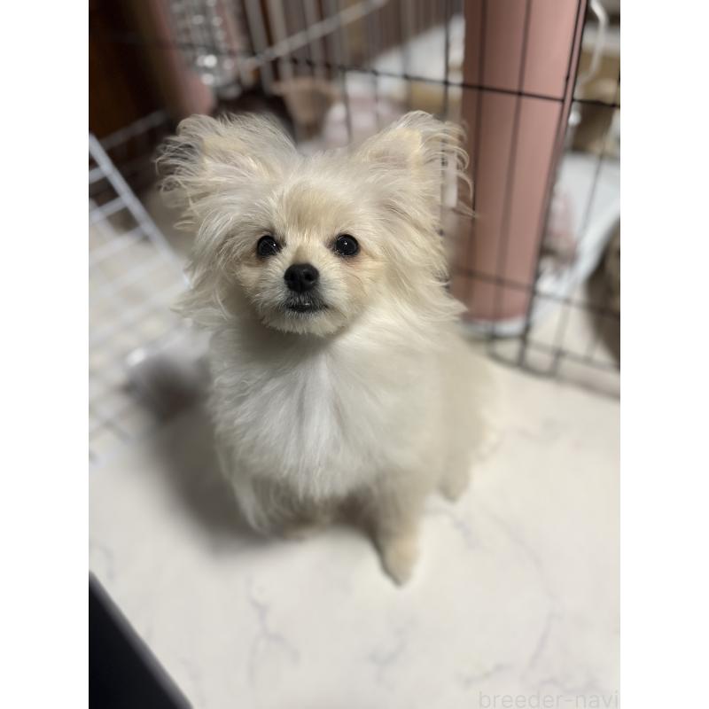 販売中の茨城県のミックス犬-399587の2枚目